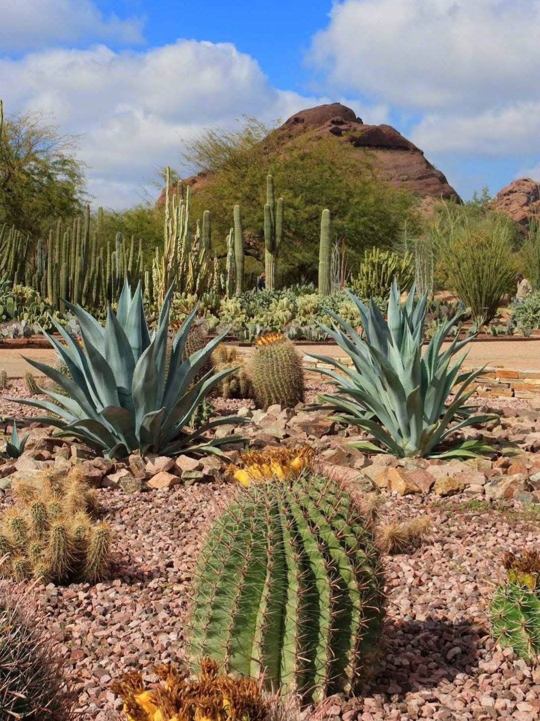 Picture of Desert Botanical Garden