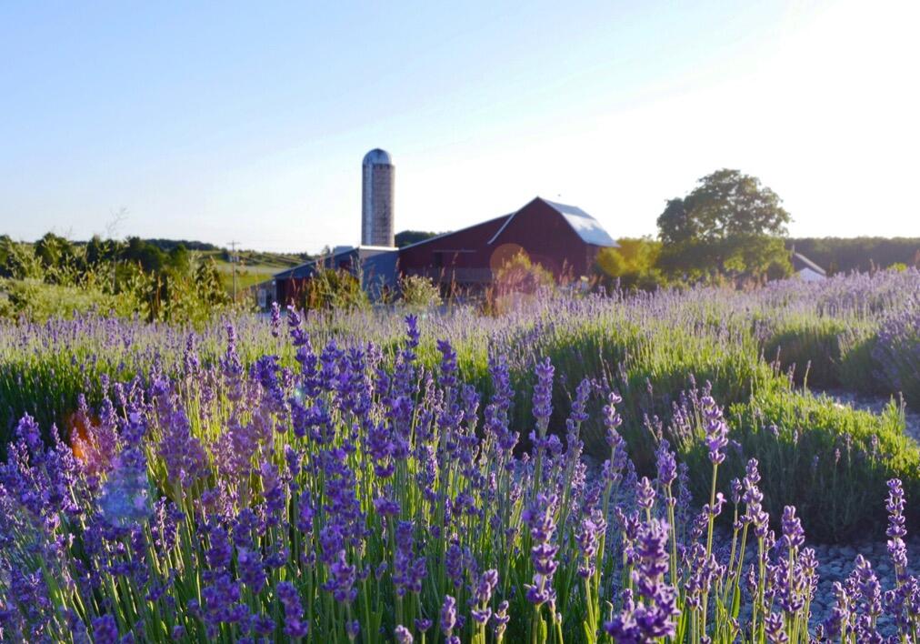 Picture of Lavender Hill Farm