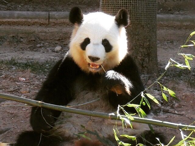 Picture of Zoo Atlanta
