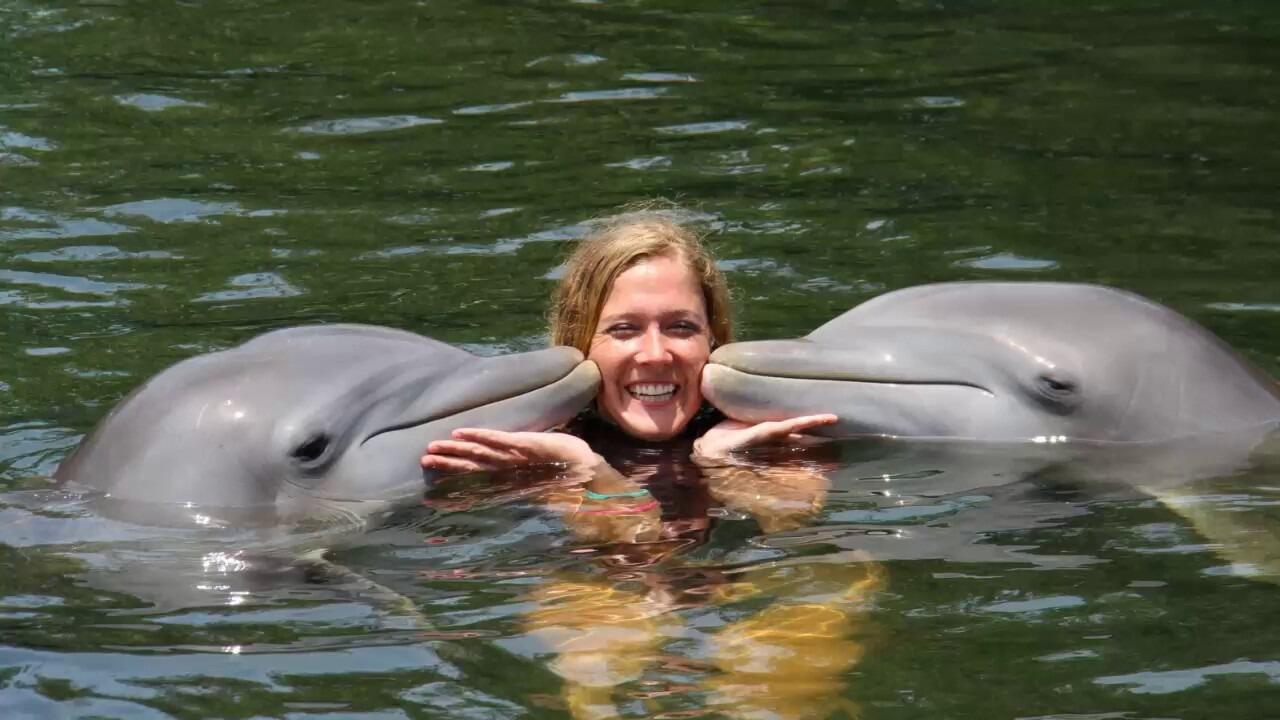 Picture of Swim with Dolphins