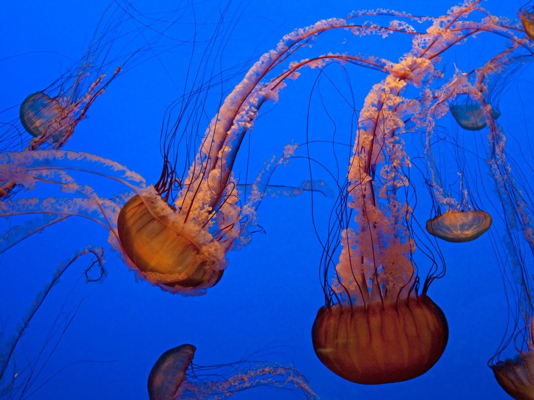 Picture of Monterey