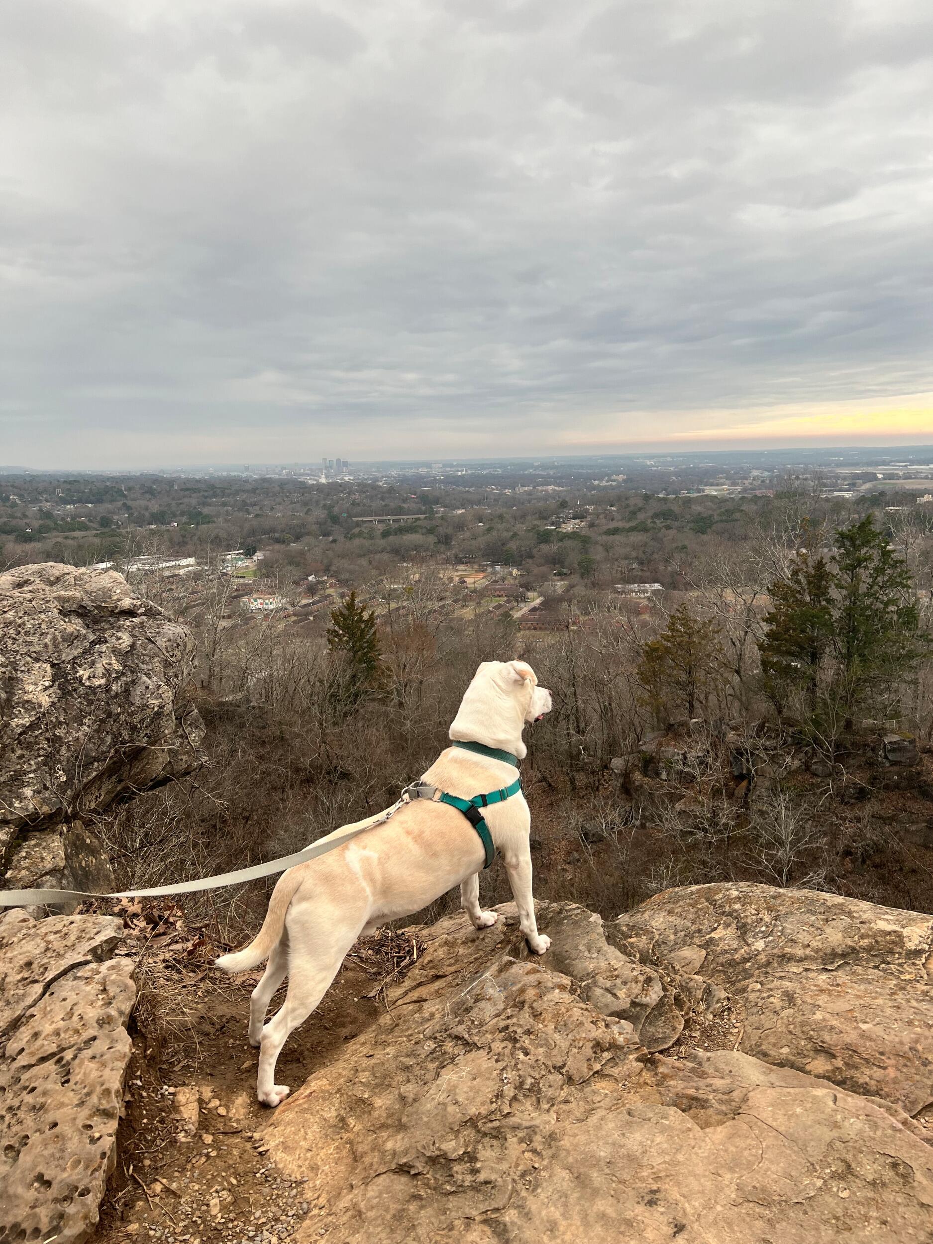 Picture of Ruffner Mountain