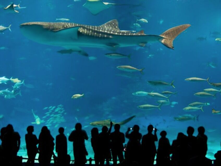 Picture of New England Aquarium