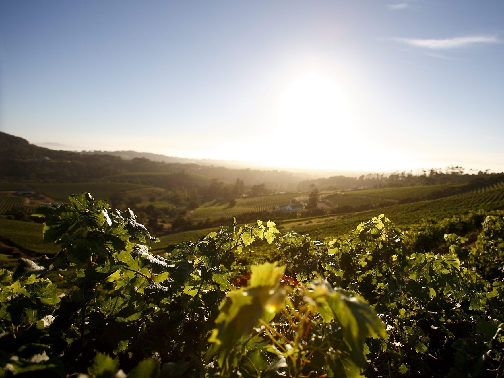 Picture of CONSTANTIA WINE ROUTE