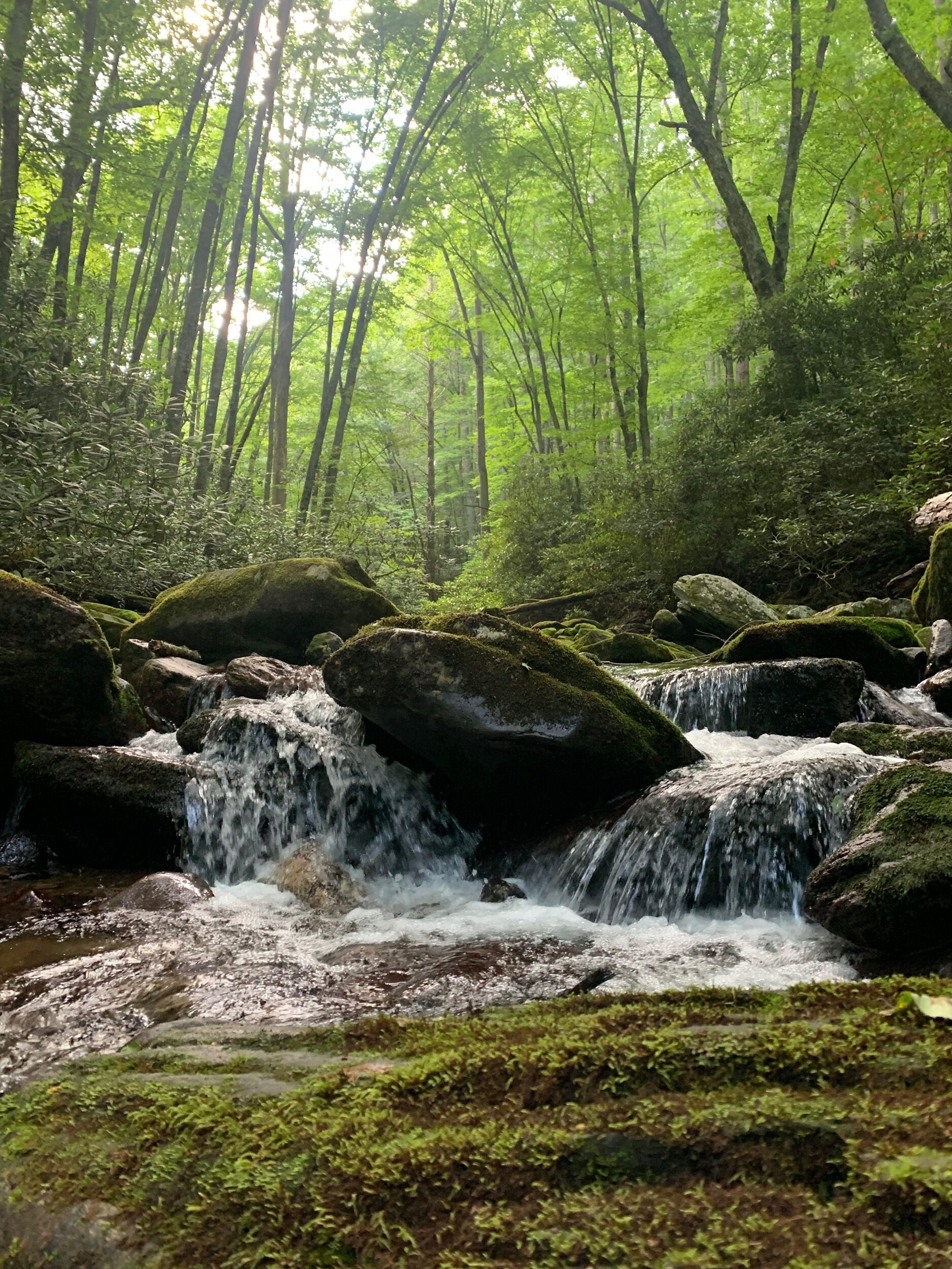 Picture of Pisgah National Forest