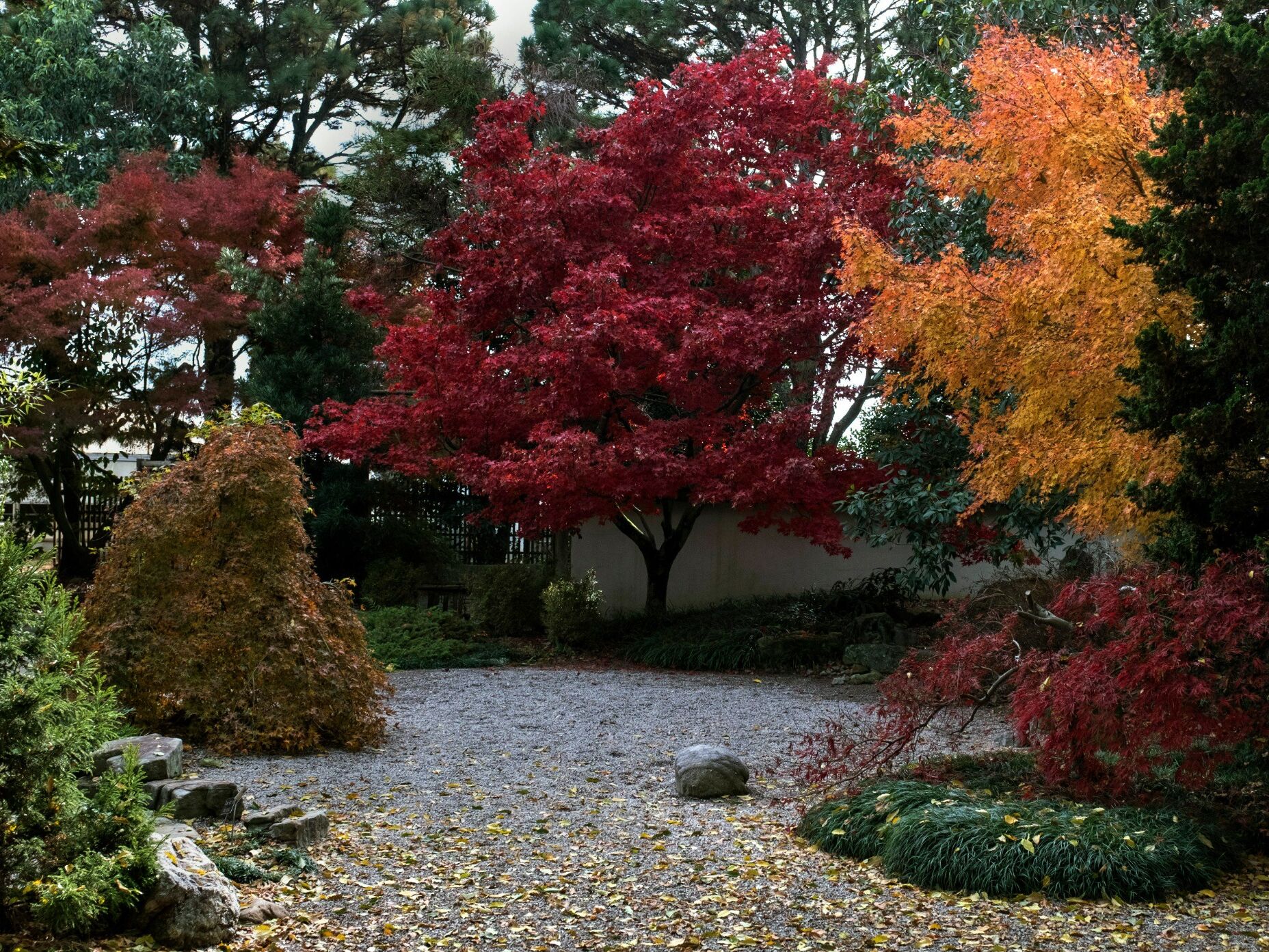 Picture of JC Raulston Arboretum