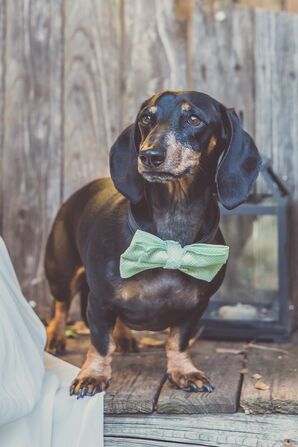 Dapper Dachshund With a Green Bow Tie