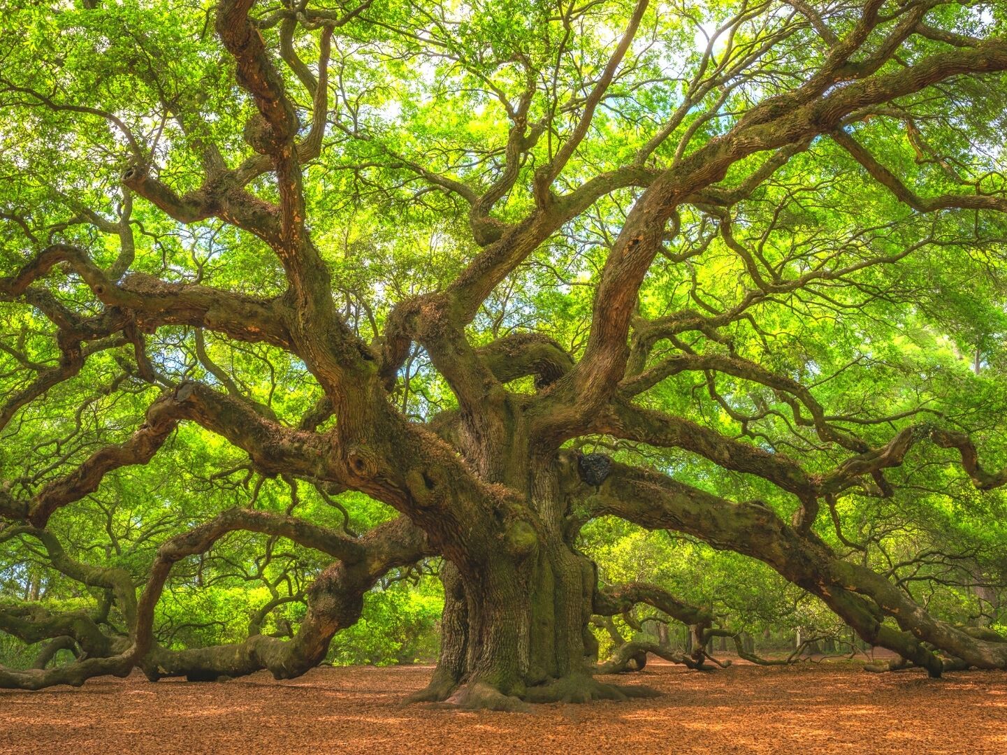 Picture of Angel Oak Tree