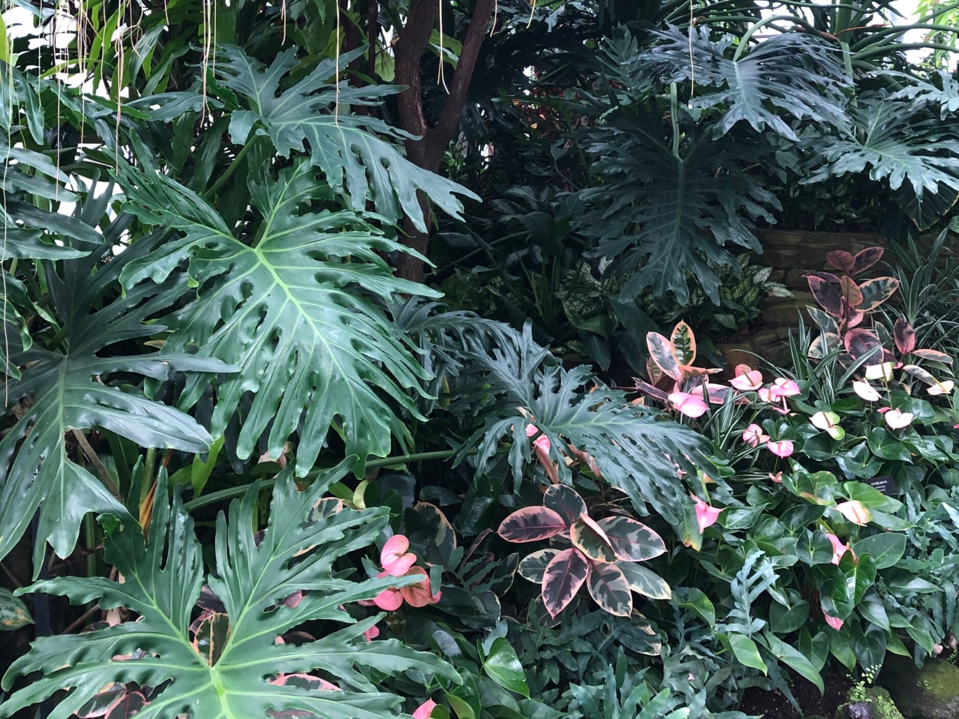 Picture of Oak Park Conservatory