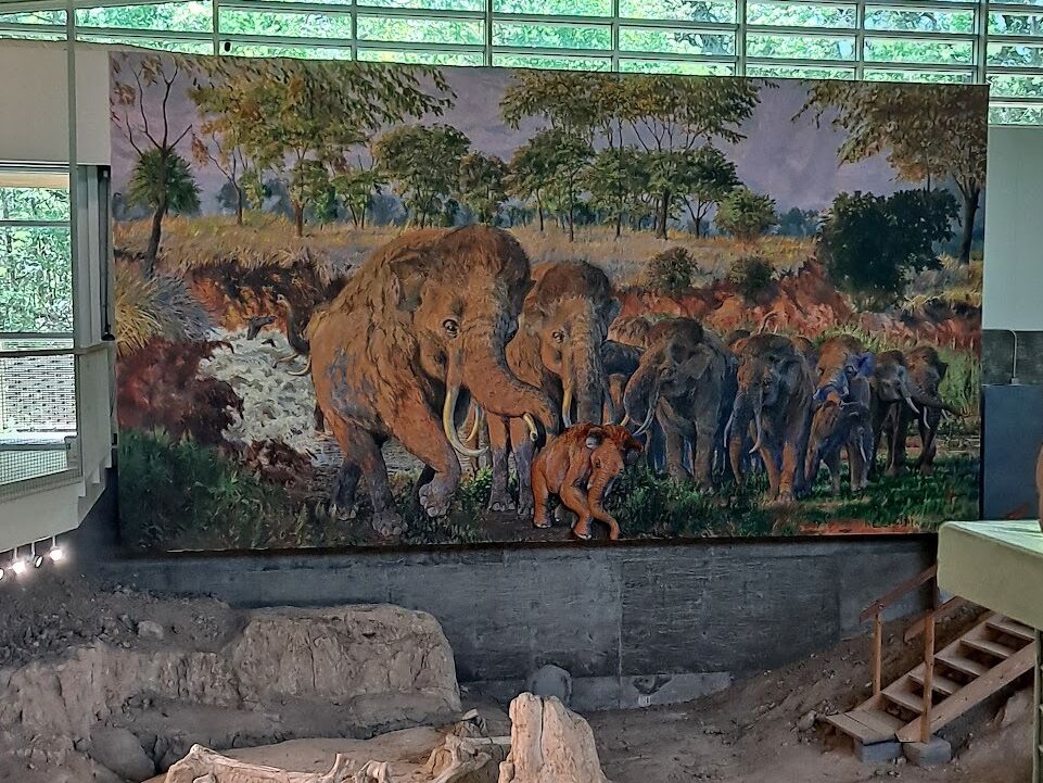 Picture of Waco Mammoth National Monument