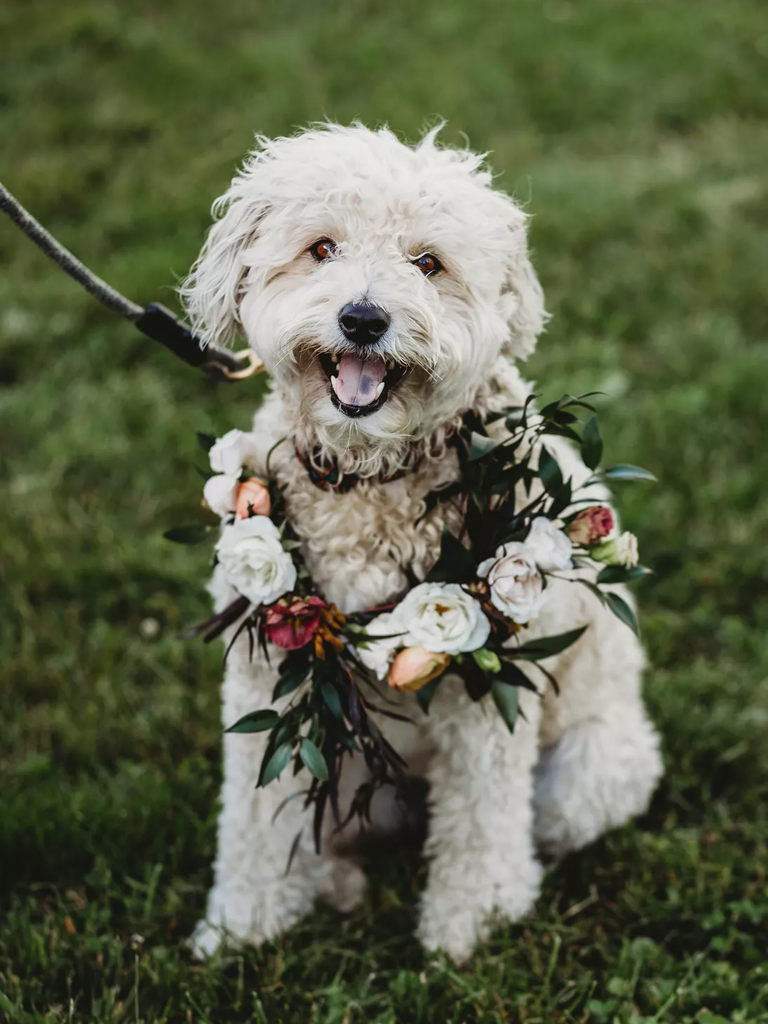 A happy little puppy smiles for the camera, wearing a floral wreath.