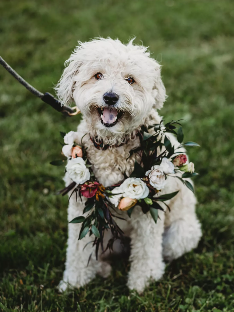 Artistic Florals: Personalized Flower Collars And Leashes