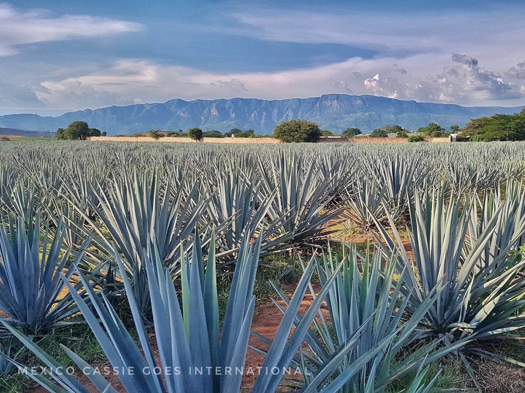 Picture of Tequila, Jalisco