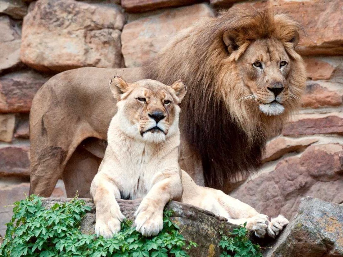 Picture of Dallas Zoo