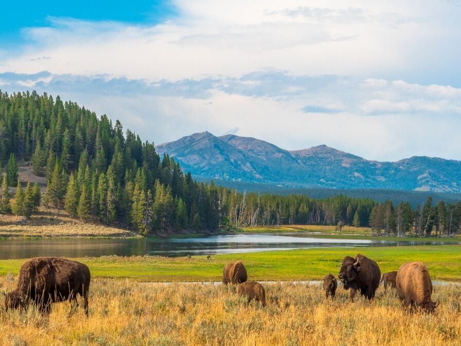 Picture of Yellowstone National Park