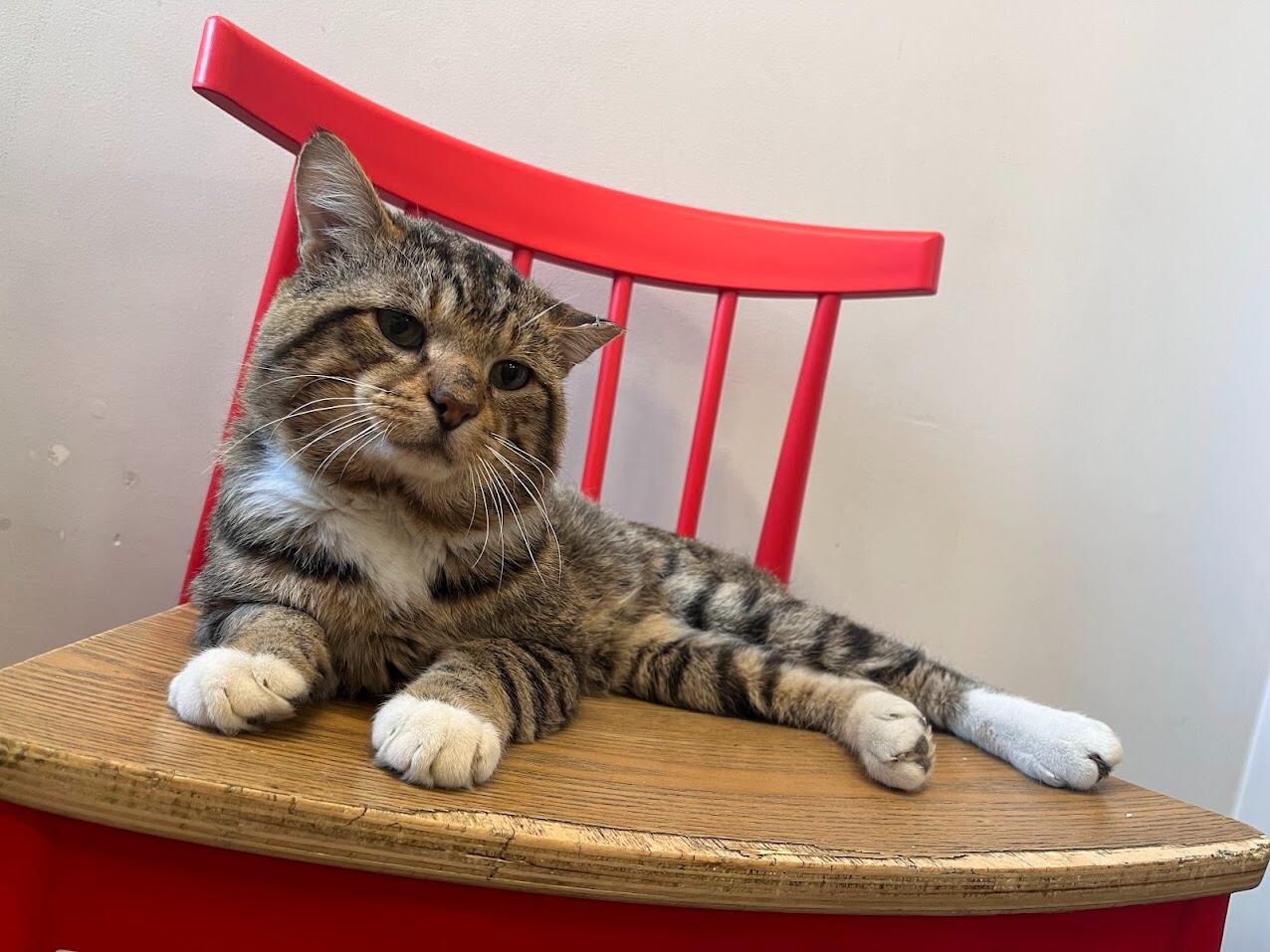 A new friend comes home! Jaina and Rob adopt Baron from the Hinsdale Humane Society and bring him home to be friends with Rob's cat Winnie.