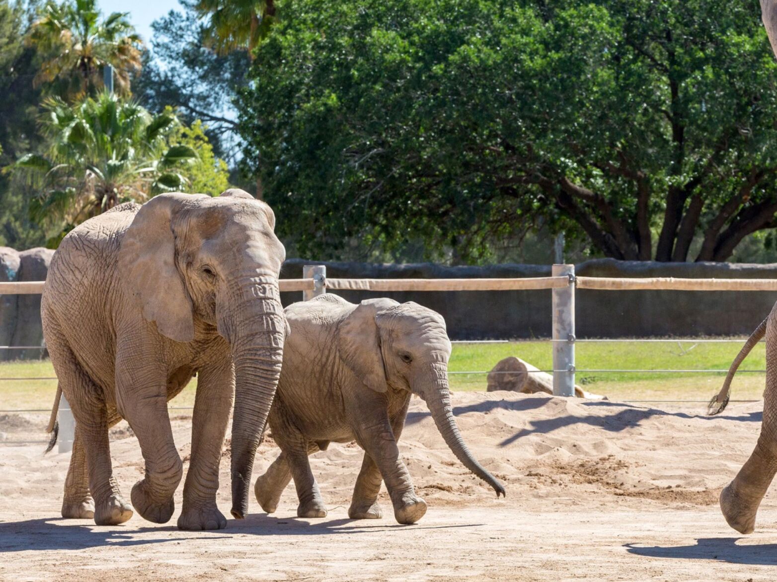 Picture of Reid Park Zoo