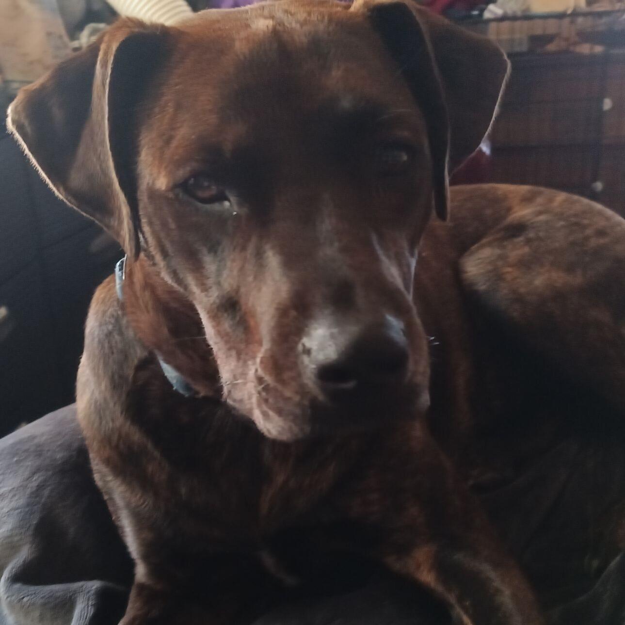 Scout