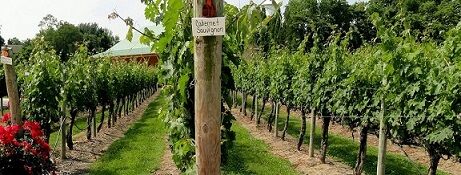Picture of Cape May Winery