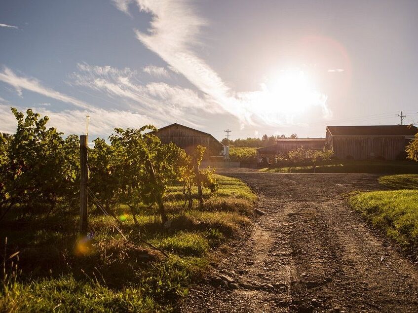 Picture of McGregor Vineyard