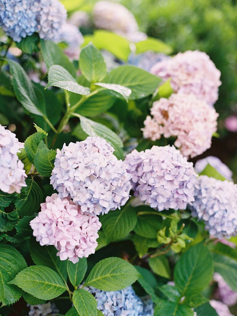 Lavender and pink hydrangea flowers at wedding