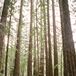 Rustic Forest Wedding Ceremony