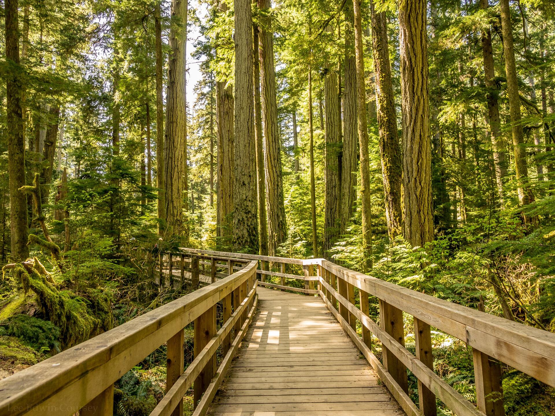 Picture of Cathedral Grove