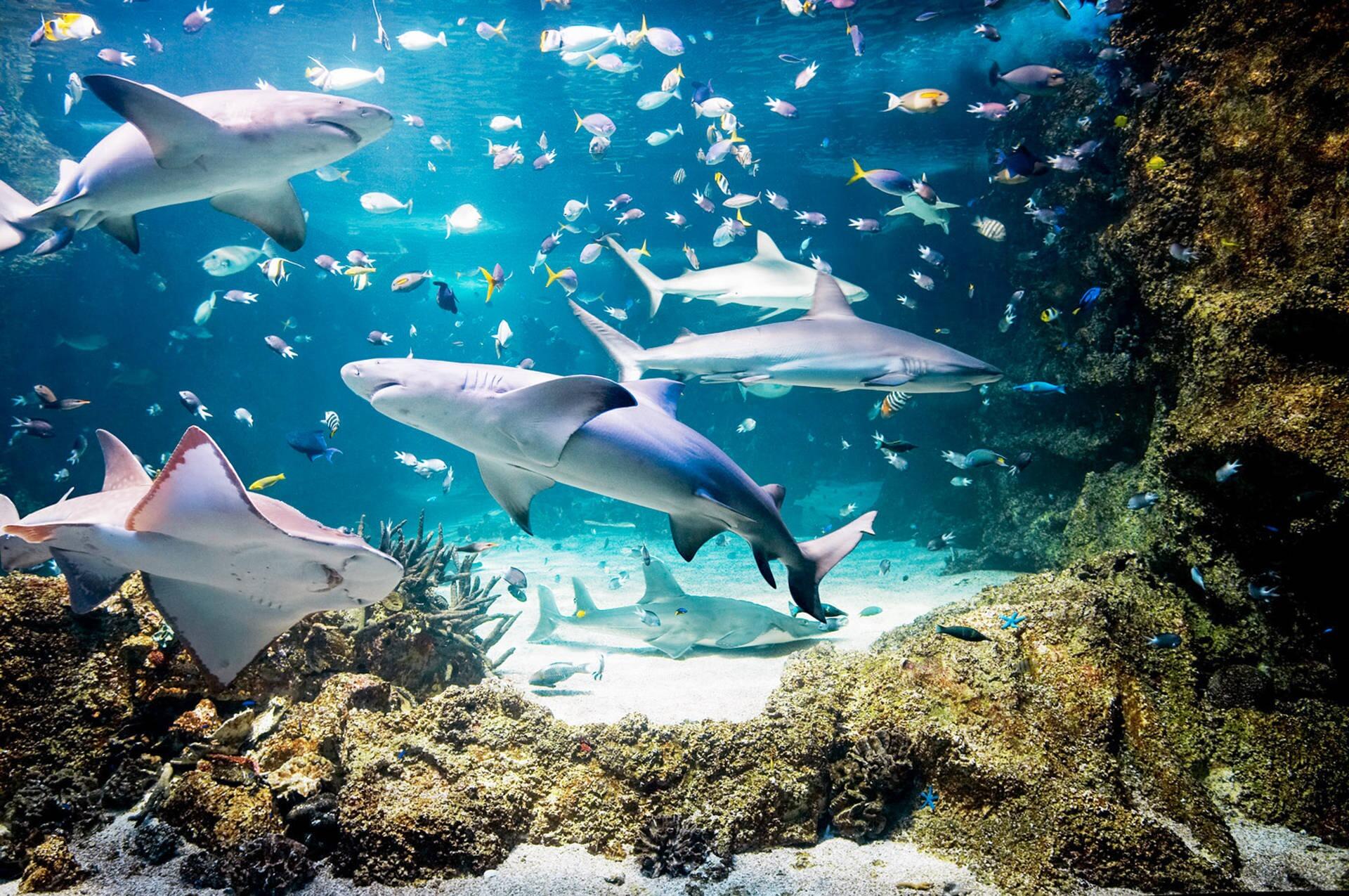 Picture of SEA LIFE Michigan Aquarium