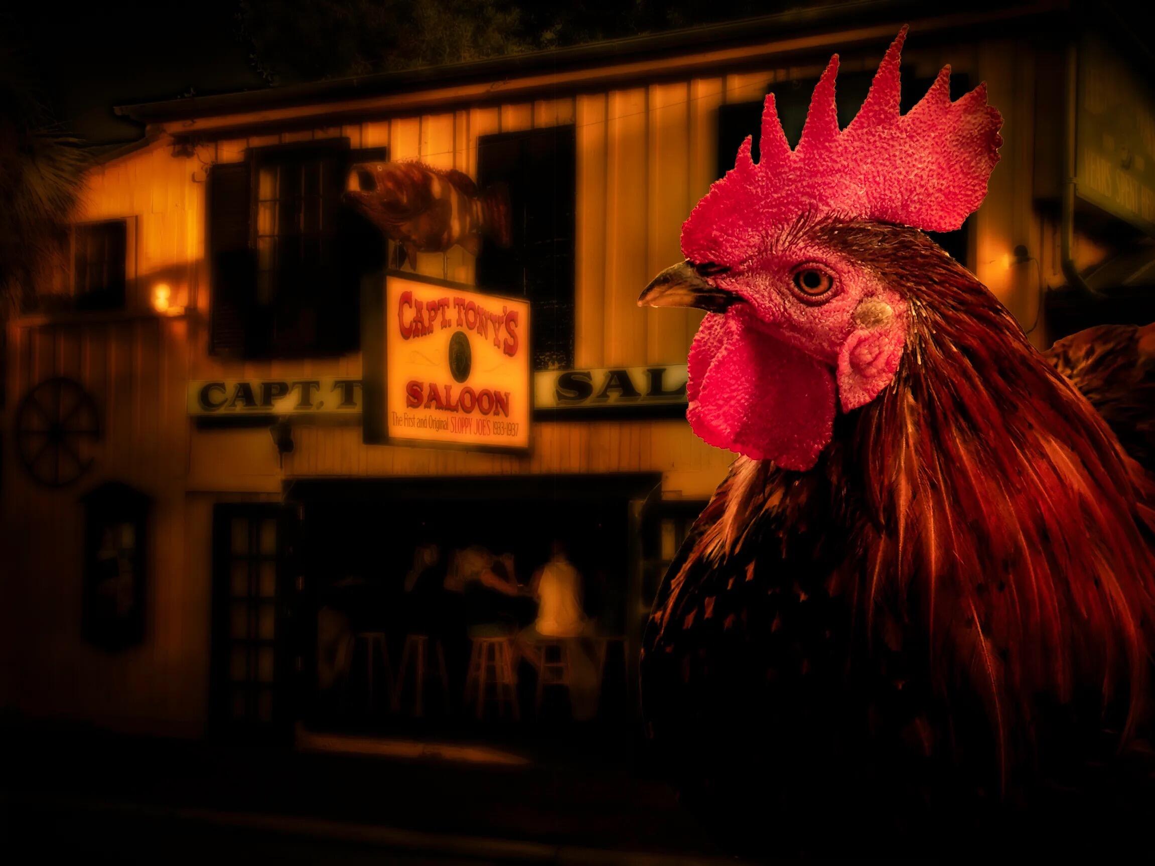 Picture of What's with all the chickens?