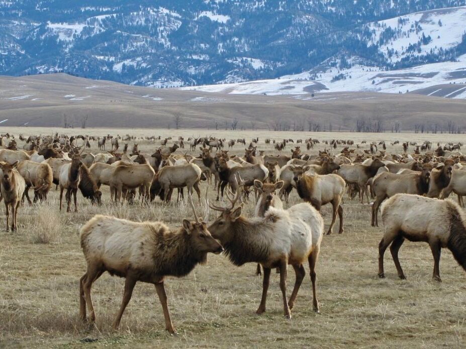 Picture of National Elk Refuge