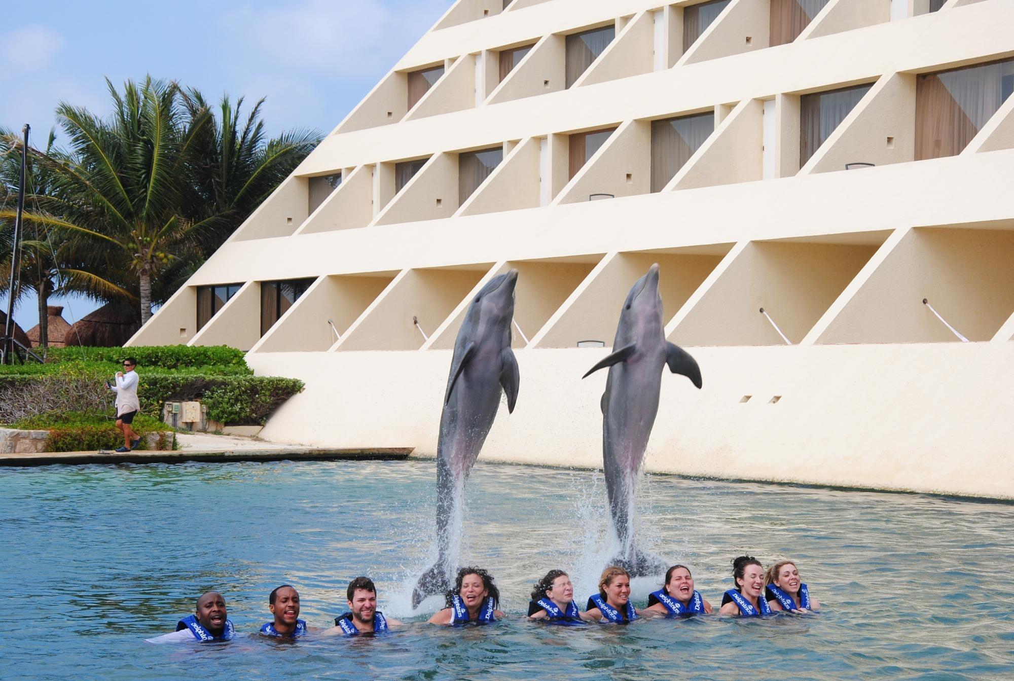 Picture of Swim with the Dolphins