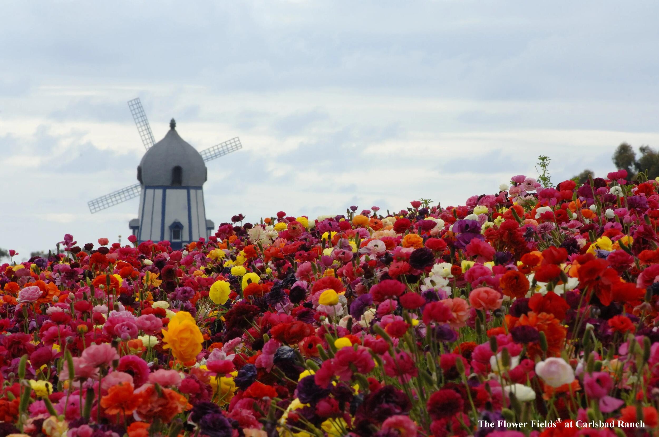 Picture of The Flower Fields