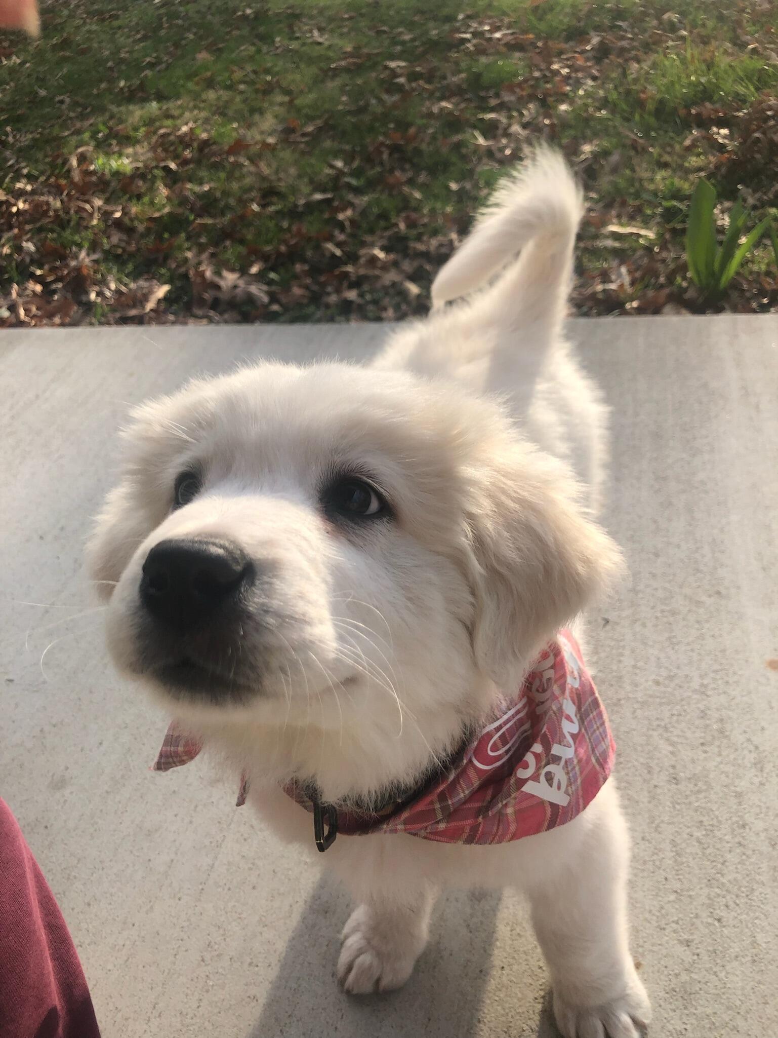 Oh and in 2024 we become dog mom and dad to the most special, kind, and fun doggo in the whole world, Mr. Bear :) 