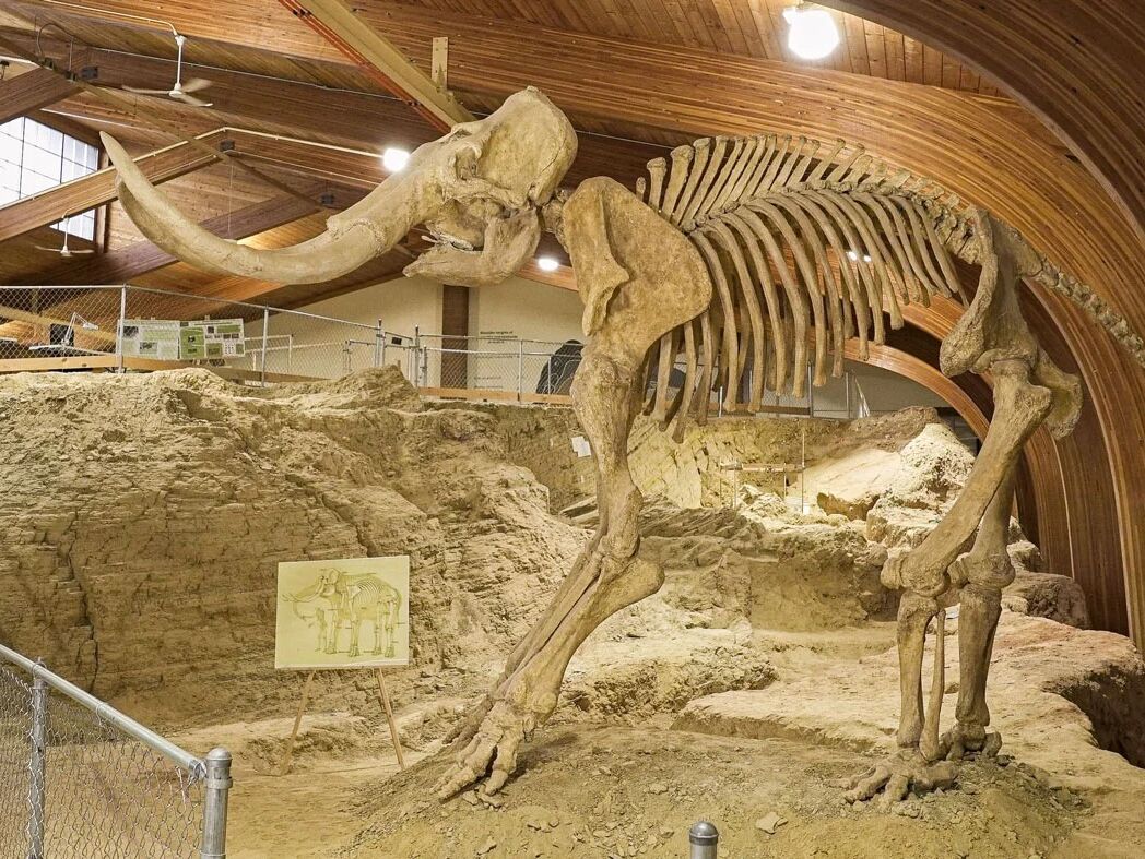 Picture of The Mammoth Site