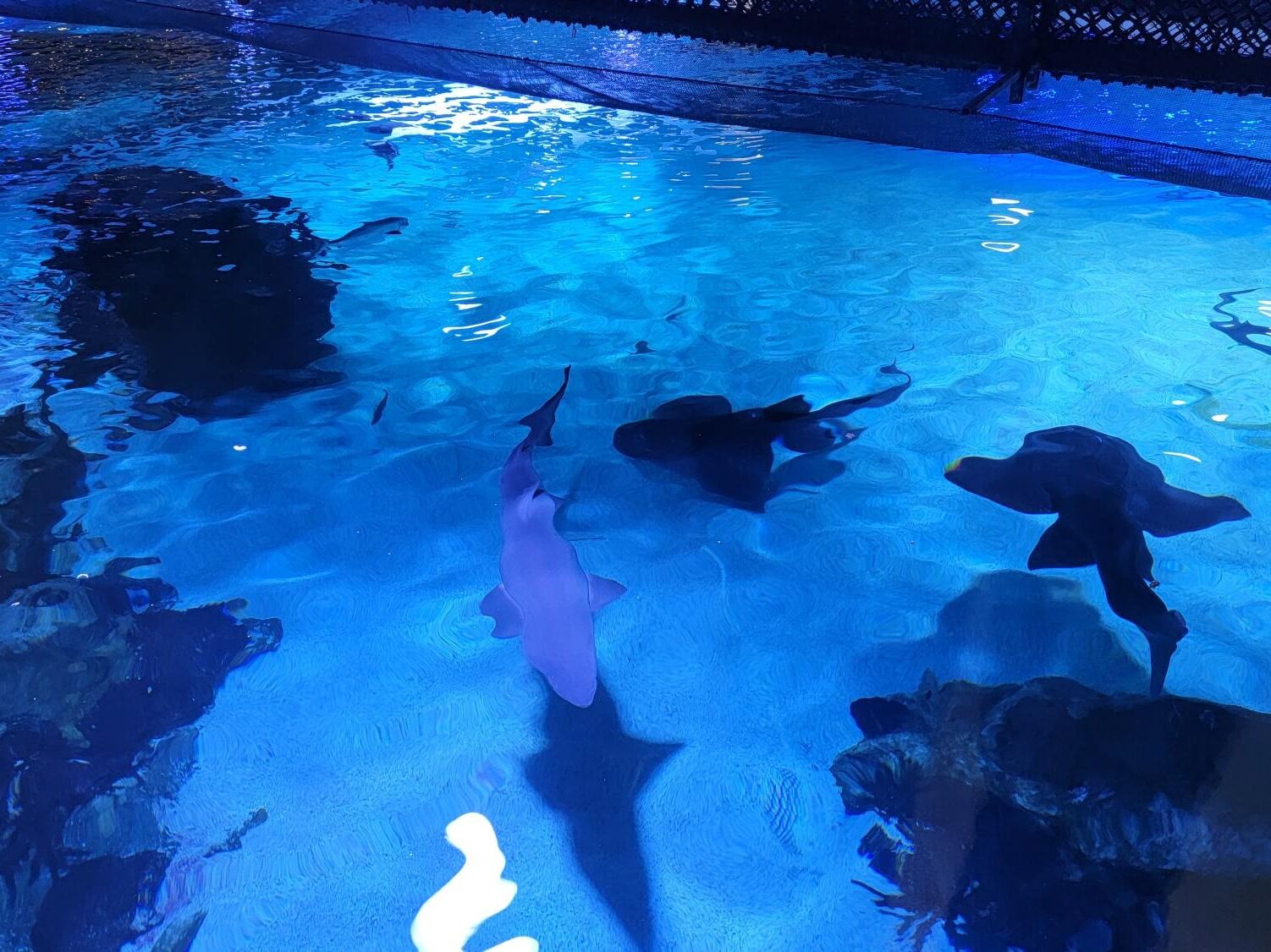 Picture of Newport Aquarium
