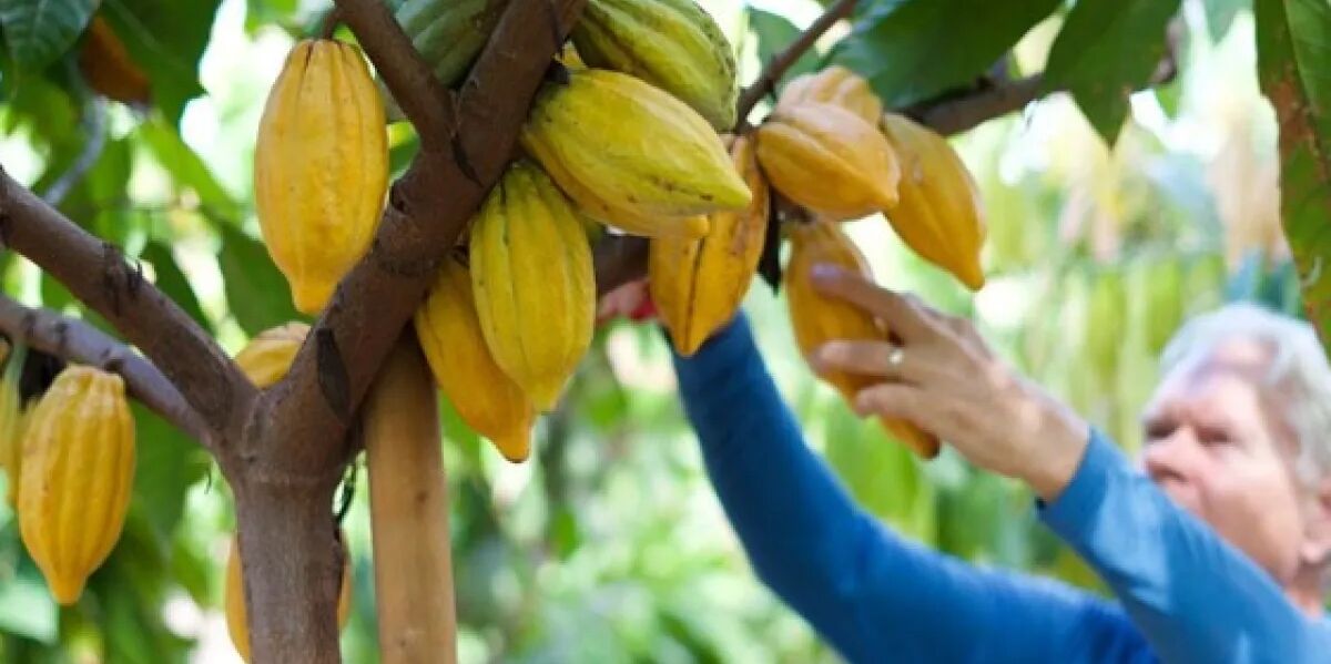 Picture of Maui Chocolate Tour