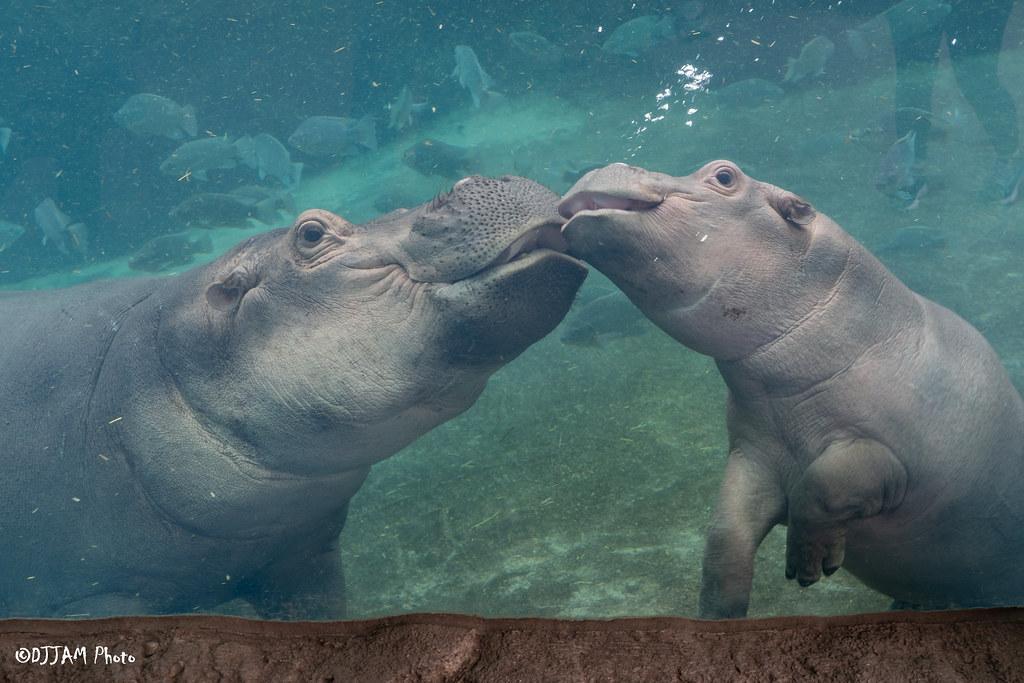 Picture of Cincinnati Zoo & Botanical Garden