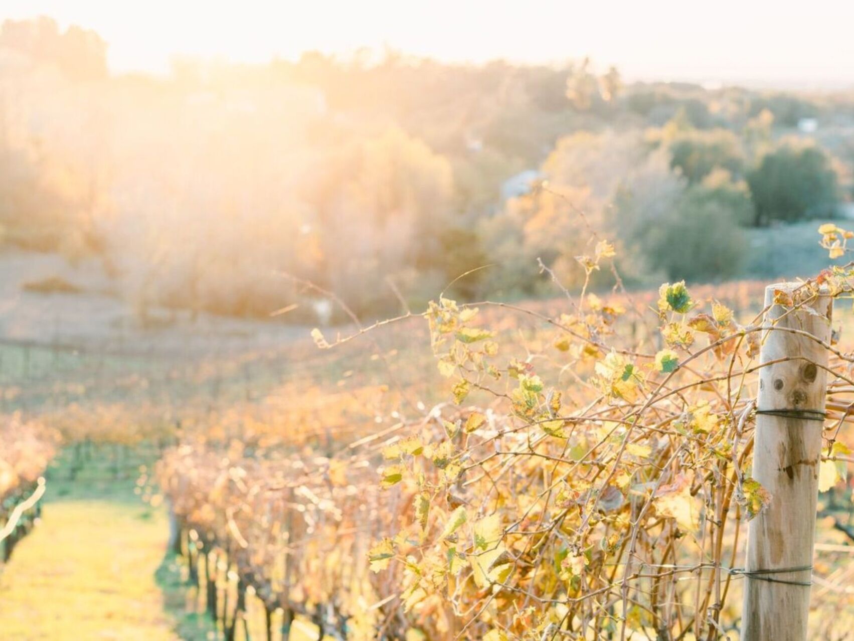 Picture of PLACER COUNTY WINE TRAIL
