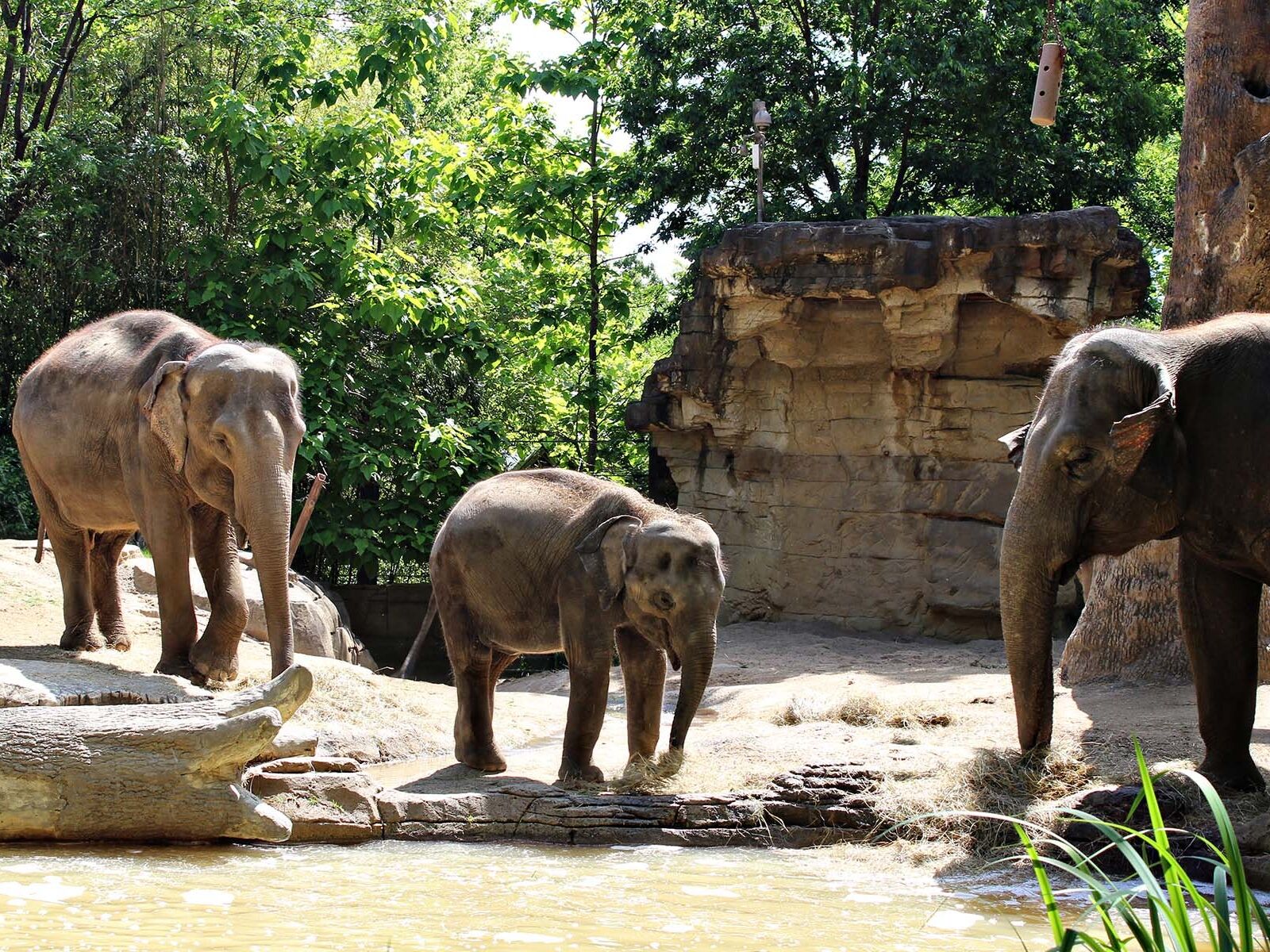 Picture of Saint Louis Zoo