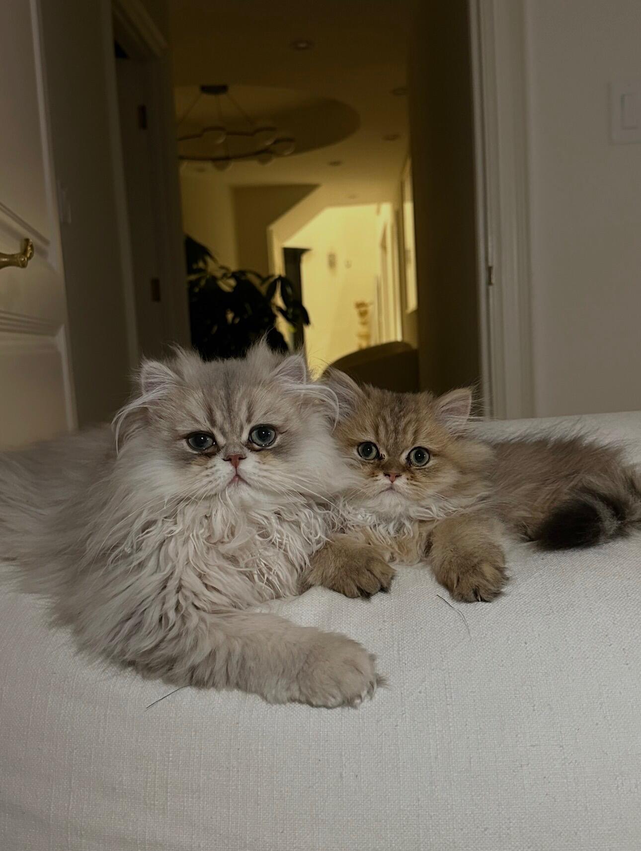 The day Maddy and Calvin adopted 2 more sons. Whitey and Brady 😻