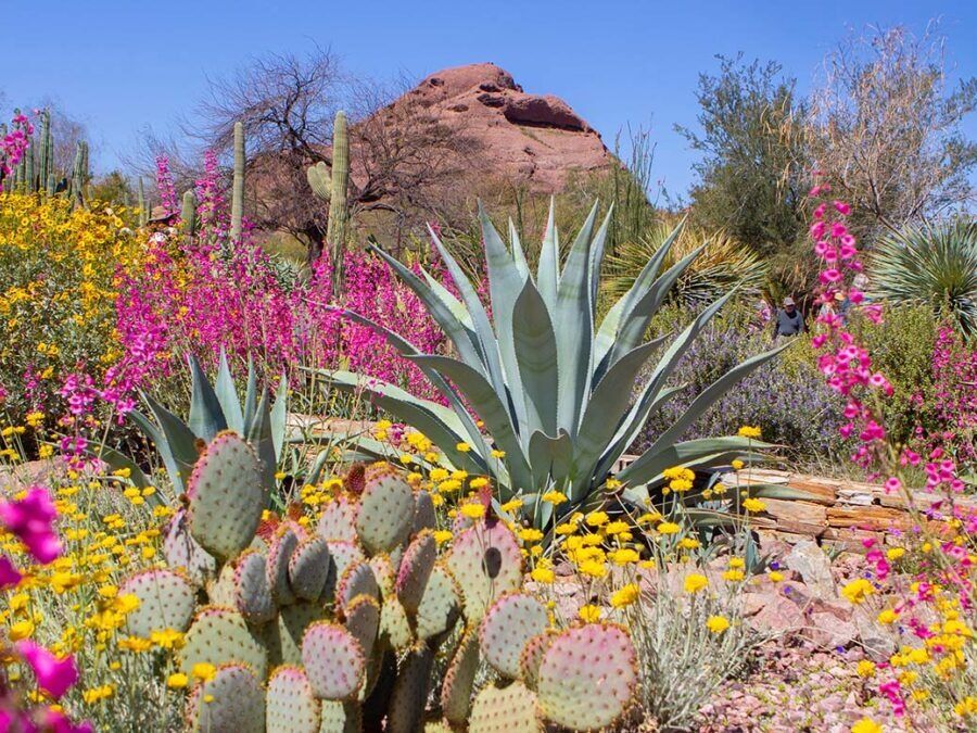 Picture of Desert Botanical Garden