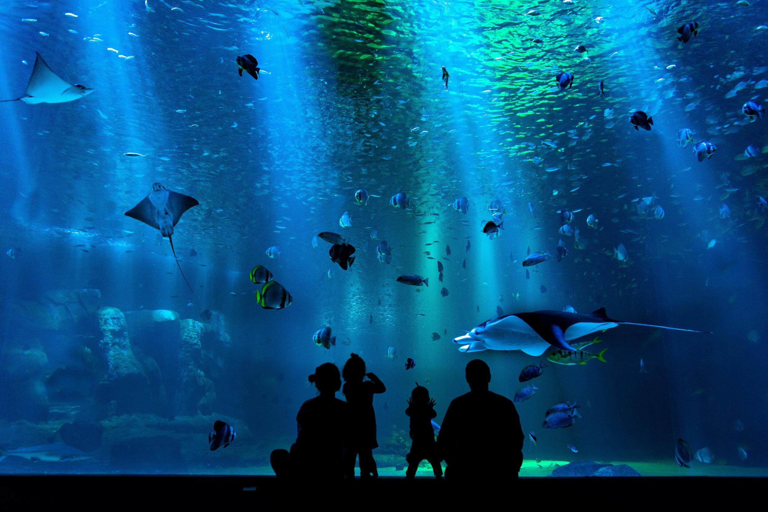 Picture of Mystic Aquarium