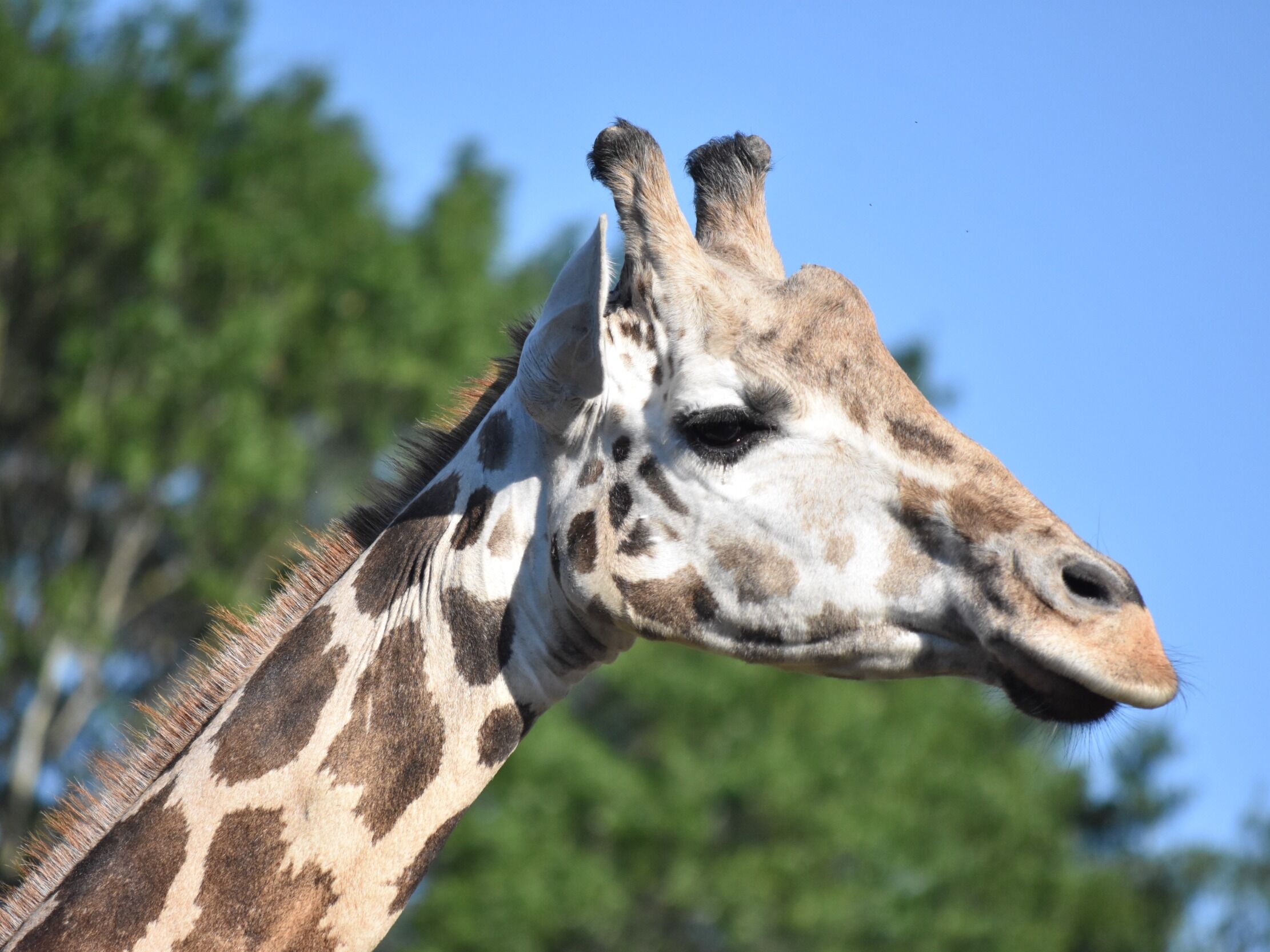 Picture of Hattiesburg Zoo