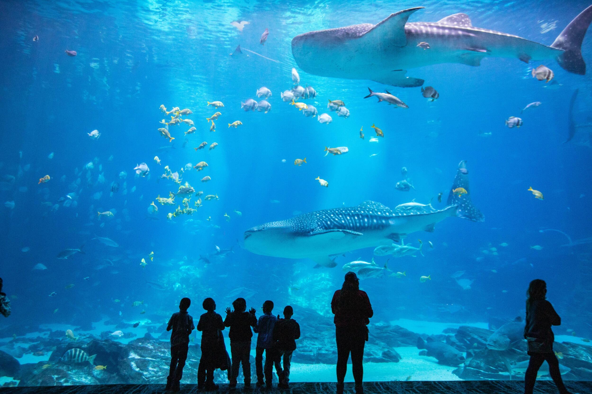 Picture of Georgia Aquarium
