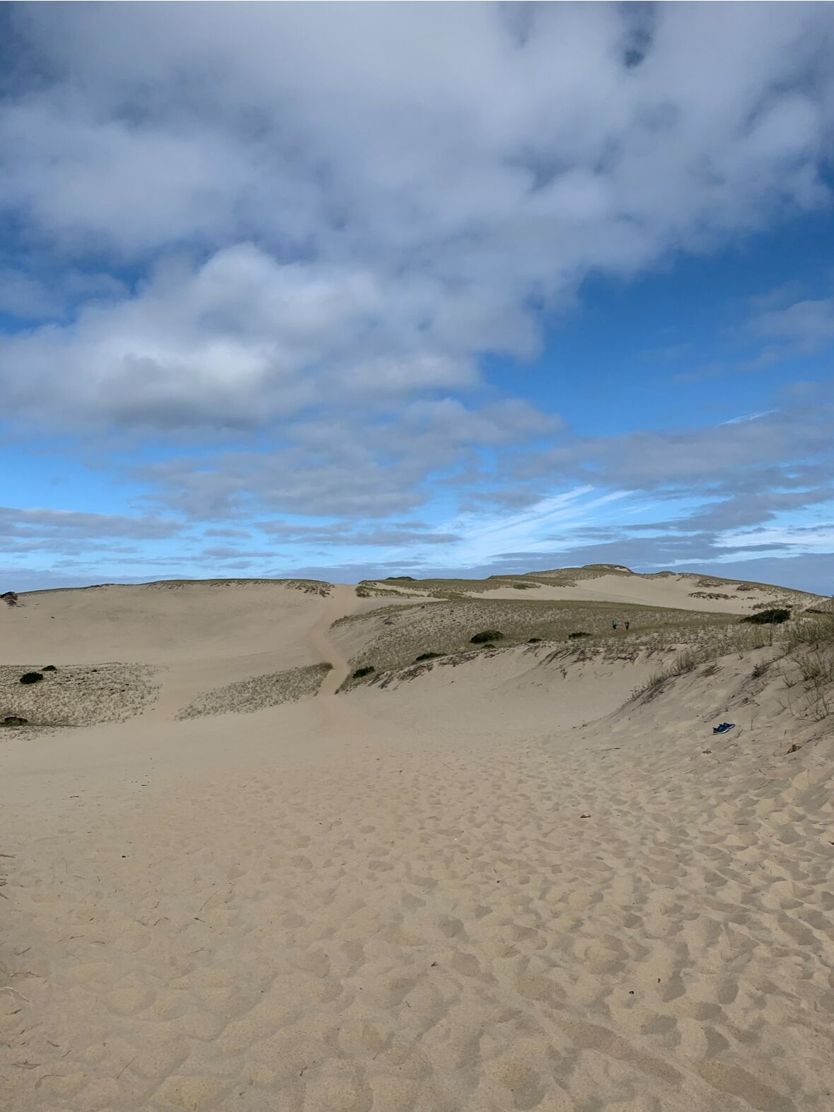 Picture of Dunes Of The Provincelands