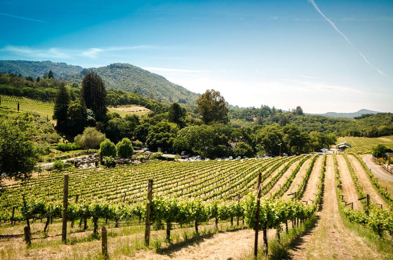 Picture of Wine Tasting 