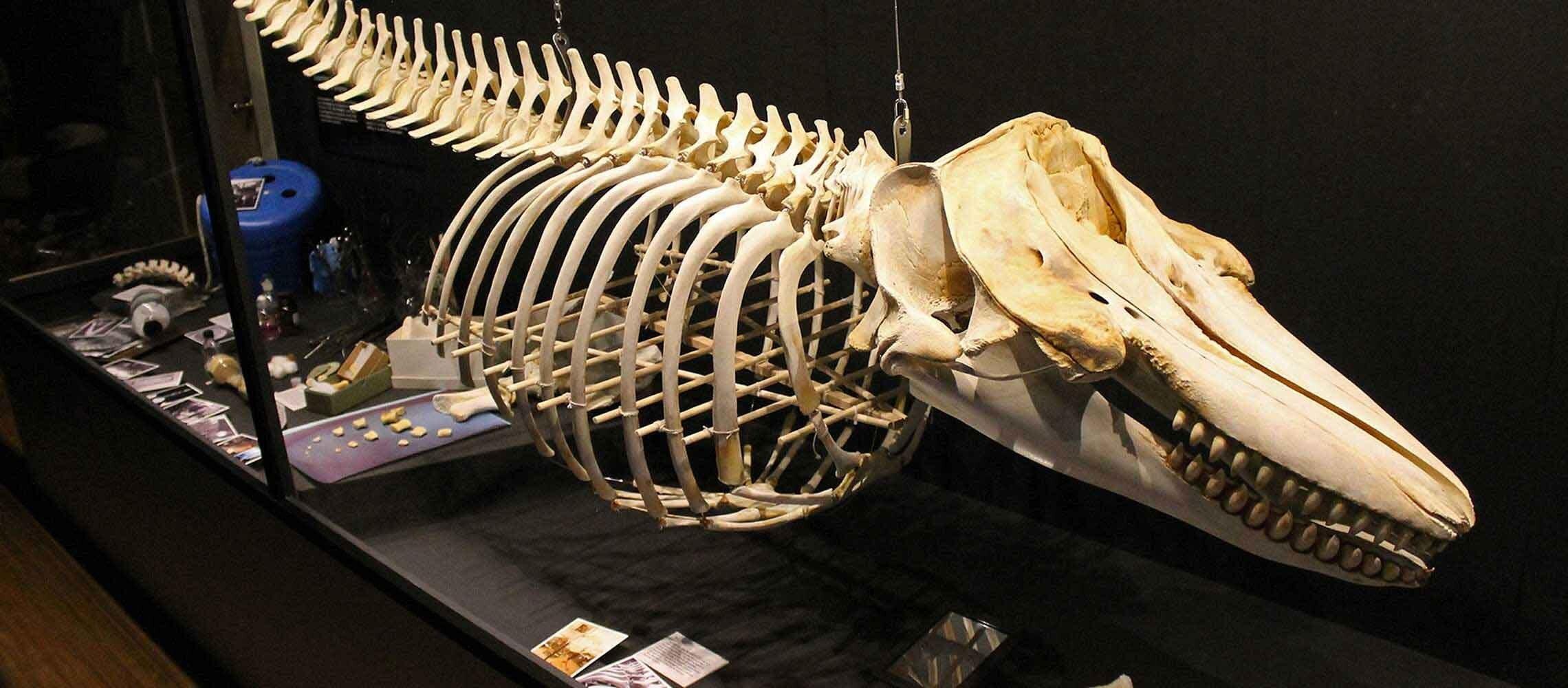 Picture of The Whale Museum