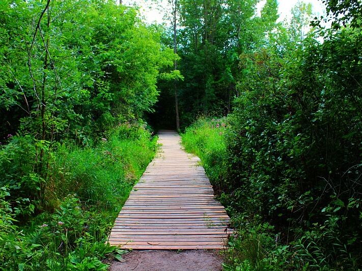 Picture of Trent Trails! 