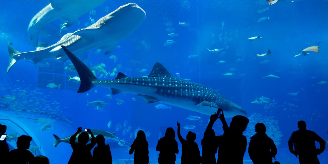 Picture of Shedd Aquarium