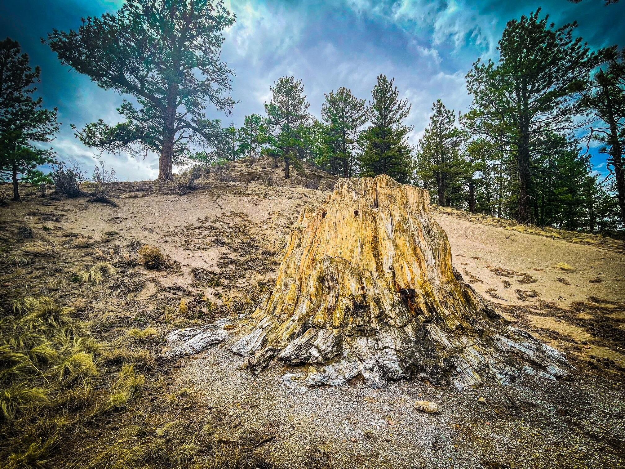 Picture of Florissant Fossil Beds National Monument